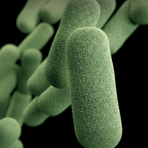 Haemophilus influenzae