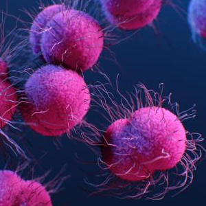 Neisseria meningitidis