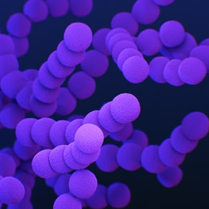 Streptococcus agalactiae