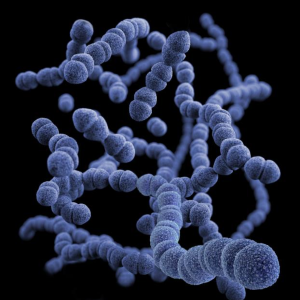 Streptococcus pneumoniae