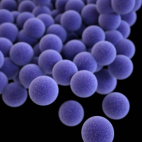 Staphylococcus aureus (CDC, public domain)