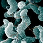 Campylobacter jejuni (USDA, public domain)