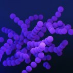 Streptococcus agalactiae (CDC)