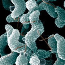Campylobacter