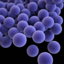 Image of S. aureus